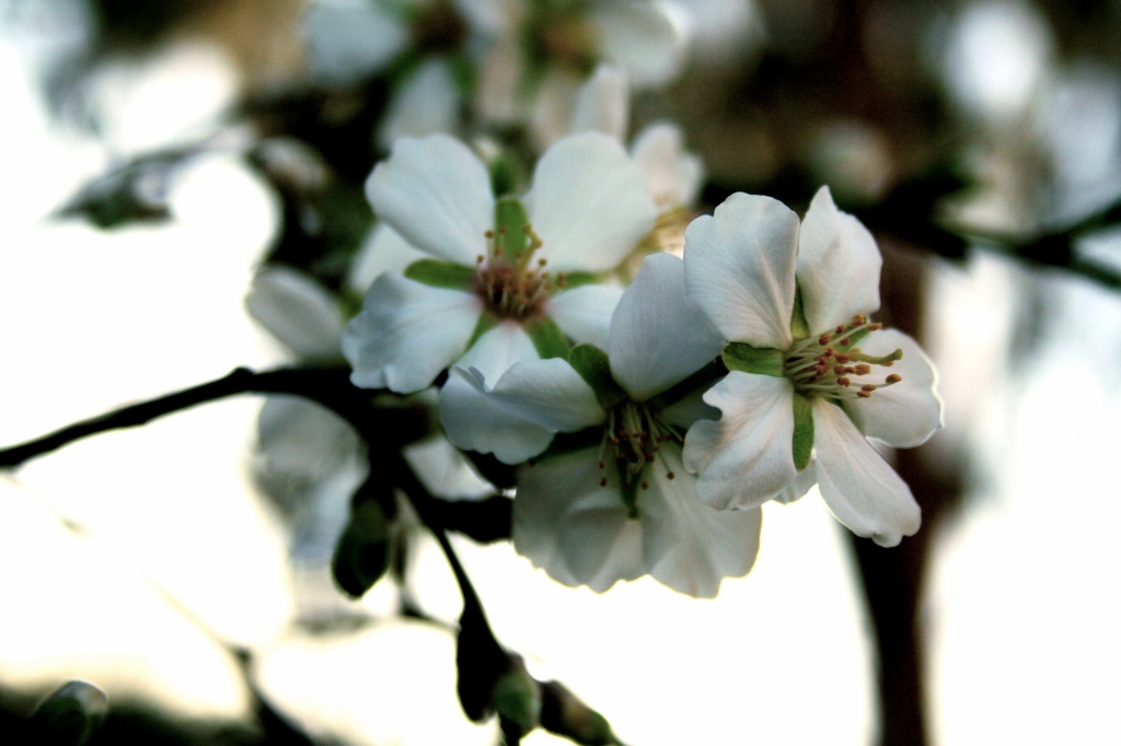 plum_blossoms